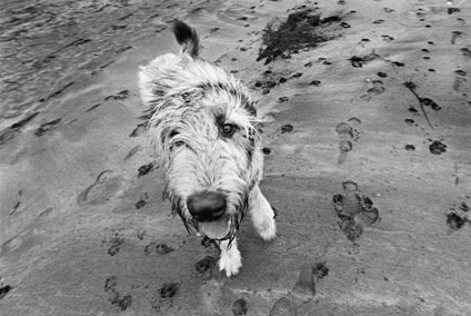 Murphy on the beach