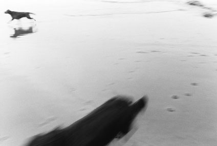 Dogs running on the beach